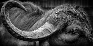 Water Buffalo