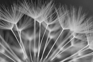 Dandelion #3