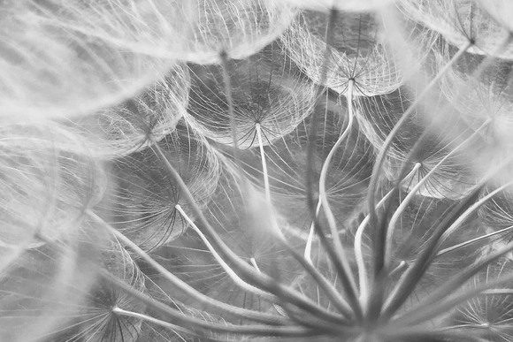 Dandelion #4