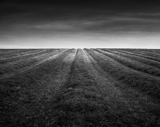 Harvested Canola Field