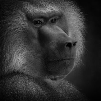 Contemplating