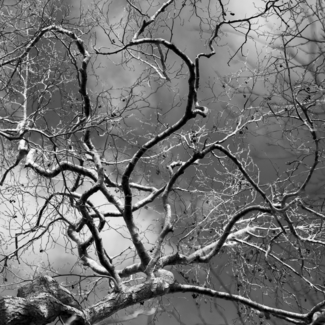 Gnarled