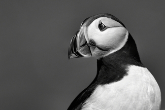 Puffin