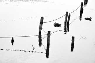 Fluctuation