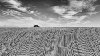 Slavonia fields 