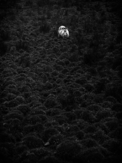 Vatten Ram Isle of Skye