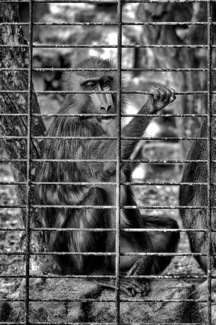 Jailed!