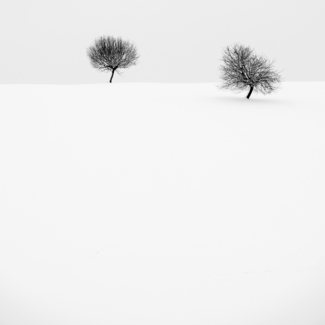 2 trees