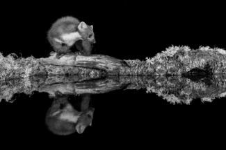 Pine Marten
