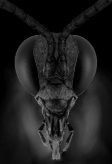 Black wasp