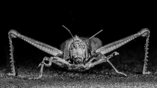Grasshopper