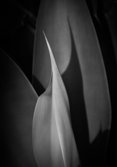 Agave