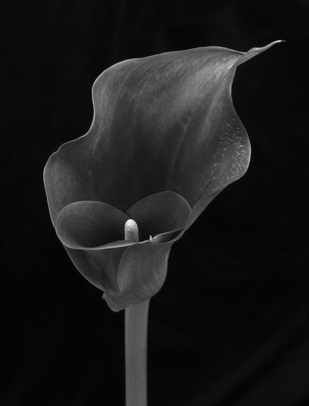 Calla Lilly