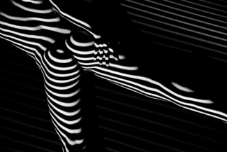 zebra shot