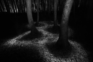 Trees (2)