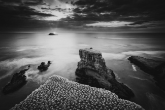 Gannet Colony