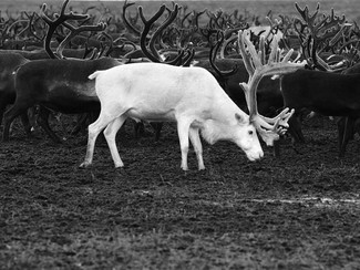 White deer