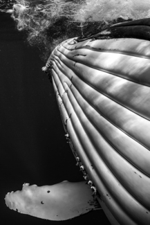 Belly of a giant