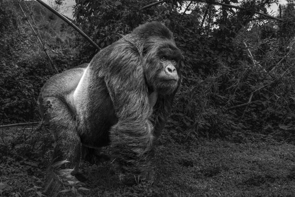 Silverback