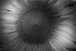Sunblast