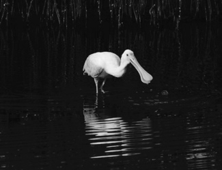 Spoonbill