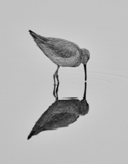 Beak to Beak