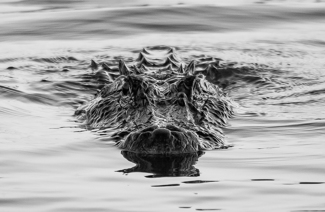 Face Off