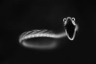 Vine Snake Strike