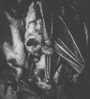 Threatened Fruit Bats