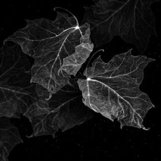Maple Galaxy
