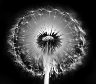 Dandelion