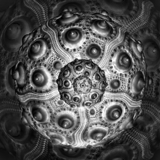 Urchin