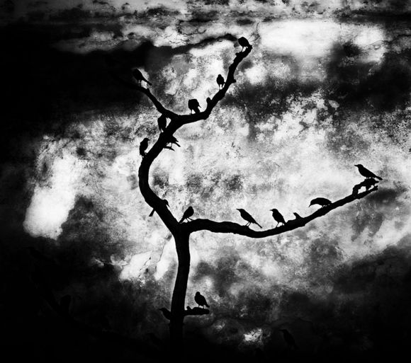 Birds on a Branch