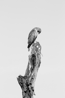 Hawk