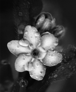 Forget Me Not