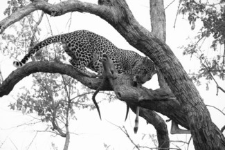 Leopard (1)