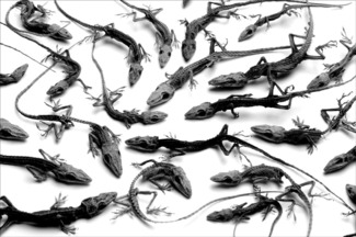 Zombie Lizards