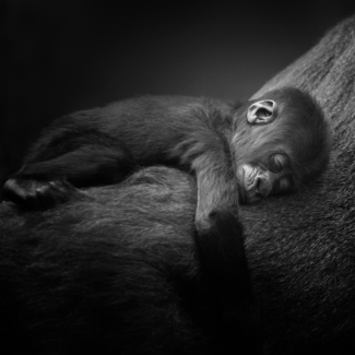 Baby Gorilla