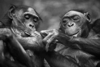 Friends