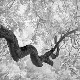 Oak
