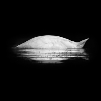 White Swan