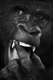 Gorilla