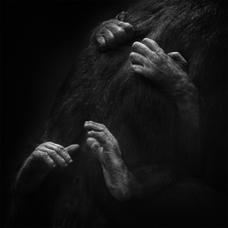 Baby Bonobo