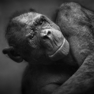 Bonobo