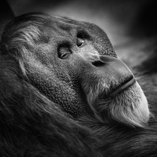 Orang Utan