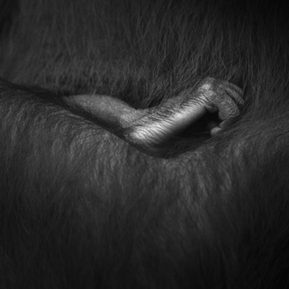 Baby Ape Foot