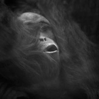 Orang Utan