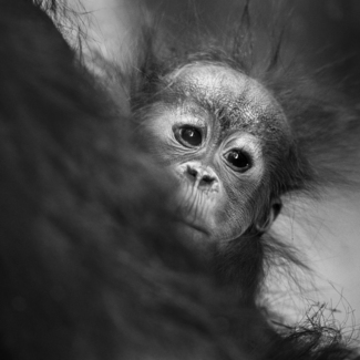 Baby Orang Utan