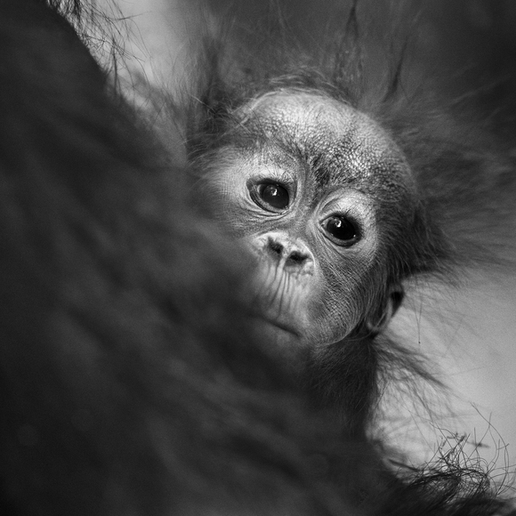 Baby Orang Utan