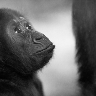 Baby Gorilla